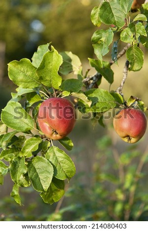Closeup on two ripe apples. Shot taken at sunset