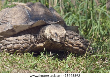 Land turtle. A land-dwelling reptiles of the family of Testudinidae