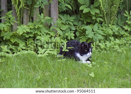 Black and white cat in the grass