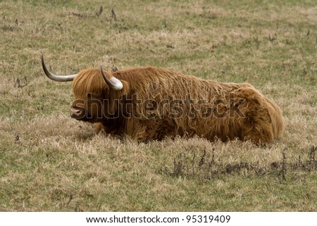 Scottish Highland Cattle laying in a field near Horsens, Denmark. The Highland breed has lived for centuries in the rugged remote Scottish Highlands