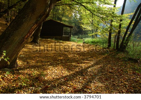 Small hut in the beautiful forest with countless numbers color