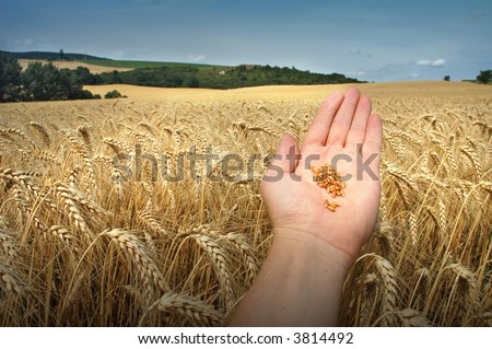 Grain, sky, hand and nature - country gold