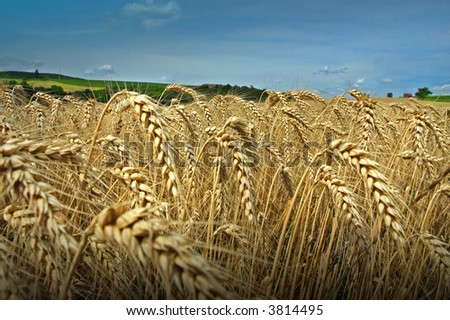 Grain, sky and nature - country gold