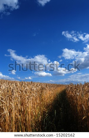 Grain, sky and nature - country gold