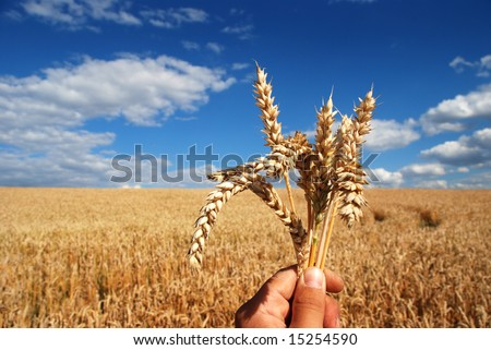 Grain and hand - sky and cloudy