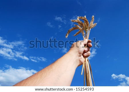 Grain and hand - sky and cloudy
