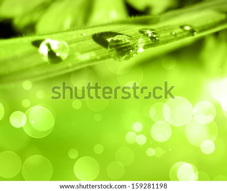 soft green background with a leaf with a water drop on it