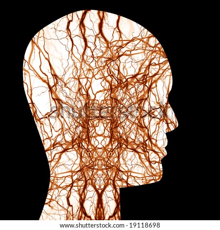 human nerve system with focus on the brain