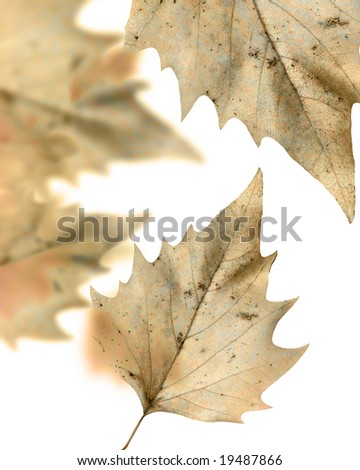 birch leaves on a solid white background