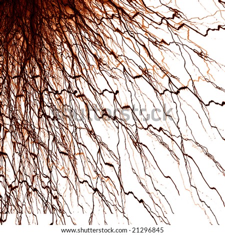human nerve system on a white background