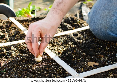 Square foot gardens are are great way for people to grow their own organic vegetables in a very compact space.