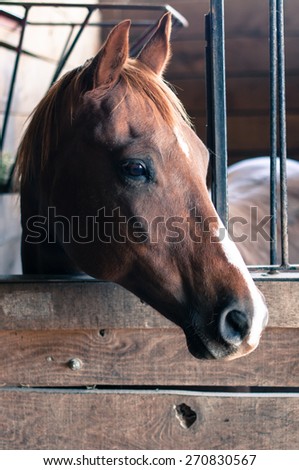 A chestnut horse with a white stripe on its nose looks out of a wooden stall box.  The horse\'s ears are pricked and it gazes out of the frame to the right.  A metal grill lines the top of the stall.