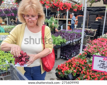 An attractive senior woman is shopping for plants in a greenhouse.  She is holding a polka dot plant and reading the plant care information card.  She is wearing glasses and carrying a red purse.