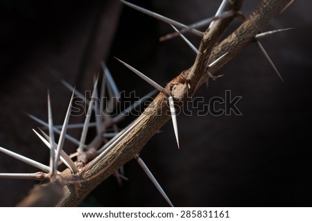 A sweet thorn (Acacia karroo) tree branch full of sharp and menacing thorns.  The fast growing sweet thorn tree is common in South Africa where it is often used as forage and fodder for animals.
