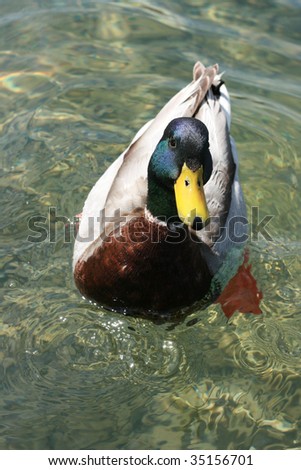 Mallard Swimming