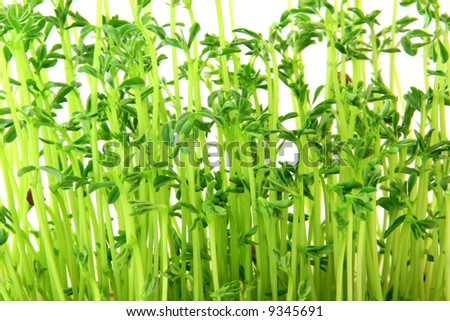 small green plants texture background on white ecology and nature concepts