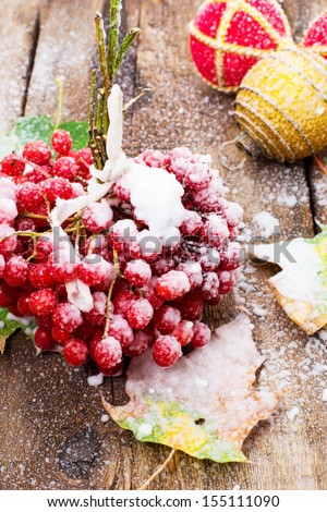 snow has sprinkled the fruits viburnum