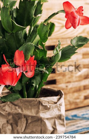 Decembrist flowered decorative indoor flower pot