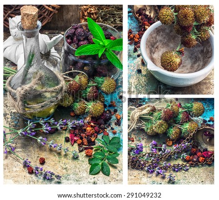 collage with the collected harvest medicinal herbs for medicinal and tonic decoctions