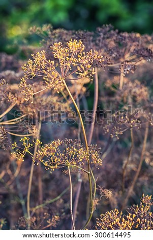 Dry bushes of dill in the fall vegetable garden.Photo tinted.Selective focus