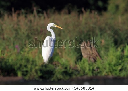 The Great Egret, Ardea alba, Common Egret, Large Egret, Great White Heron