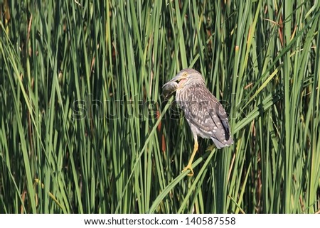 Black-crowned Night Heron, Nycticorax nycticorax, young bird, with fish, carp