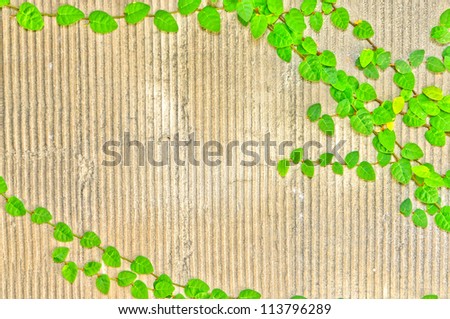 The green creeper plant on a wall background.