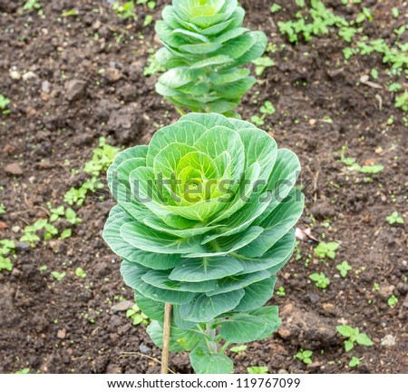 Long lived Cabbage.