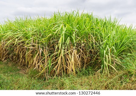Sugar cane fields in Thailand