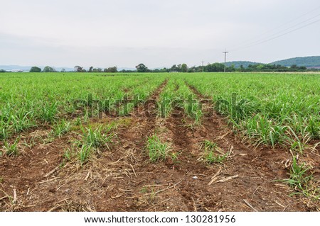 Sugar cane fields in Thailand