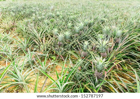 pineapple, tropical fruit field.