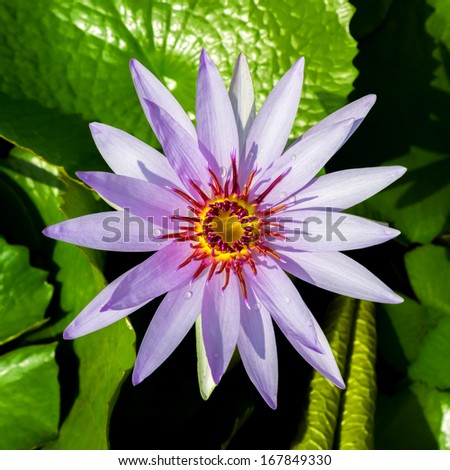 Purple waterlily or lotus flower, top view.