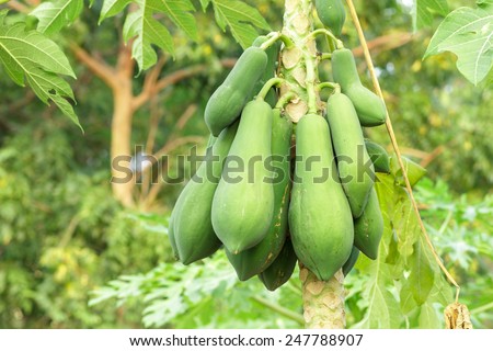 Papaya fruit on the papaya tree.