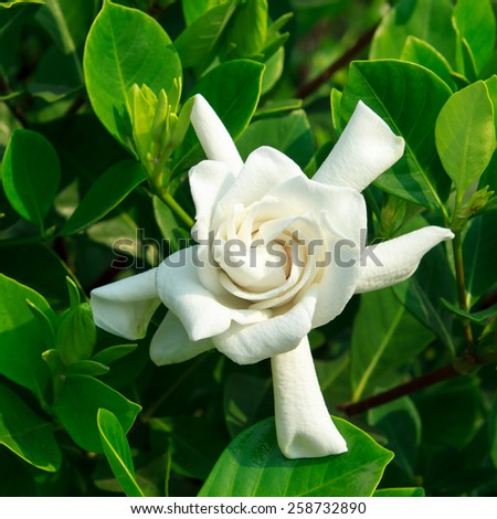 Gardenia jasminoides (Cape jasmine) flower on green leaves background.