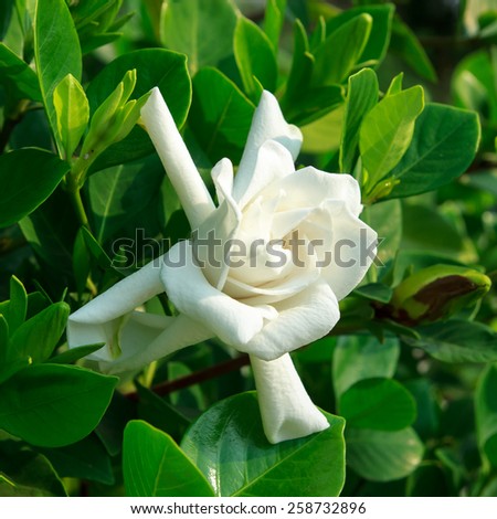 Gardenia jasminoides (Cape jasmine) flower on green leaves background.