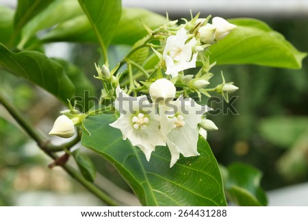 Vallaris glabra Kuntz or bread flower is a woody climber plant.