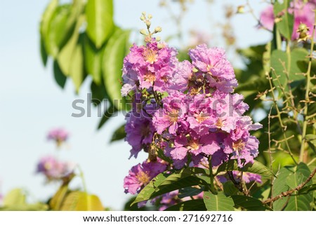 Lagerstroemia floribunda flower, Purple flower background.