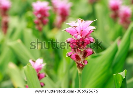 Curcuma alismatifolia or Siam tulip or Summer tulip in the garden.