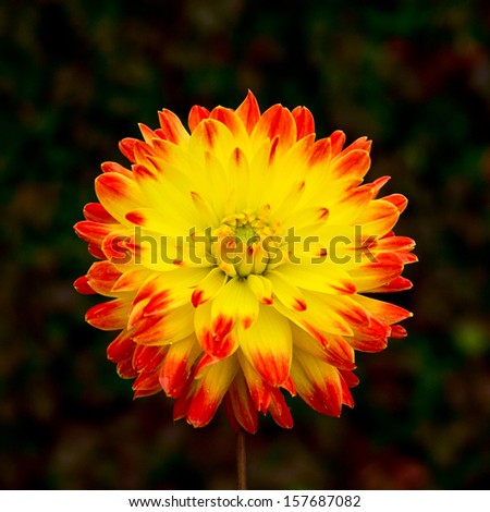 Colorful bright sunny flower (dahlia) on contrast bokeh background. These set of images shows difference in perception of colors in dependence of background.