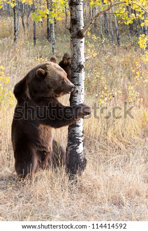 Grizzly Bear on birch tree