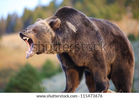 North American Brown Bear (grizzly) Growling