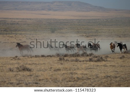 Running Wild Mustangs of McCullough Peak, Wyoming