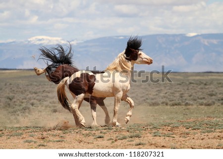 Wild Mustangs of McCullough Peaks