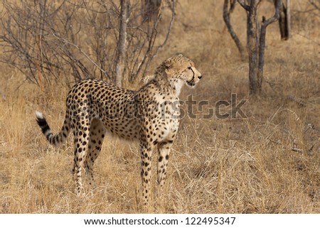 African Cheetah in Kruger National Park