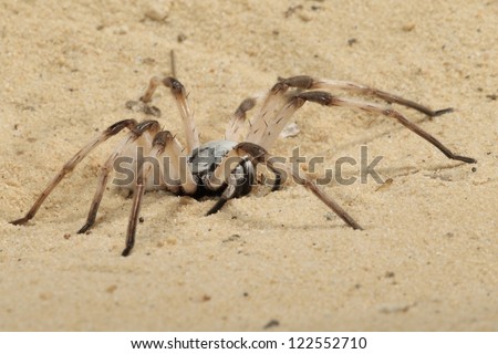 White Lady Huntsman Spider