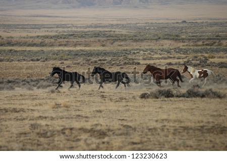 Running Wild Mustangs of McCullough Peak