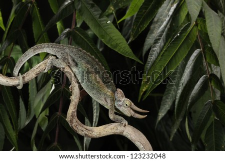 Mt. Kenya Jackson\'s Chameleon Male