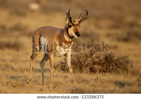 Male Pronghorn Antelope in morning light in Buffalo Bill State Park