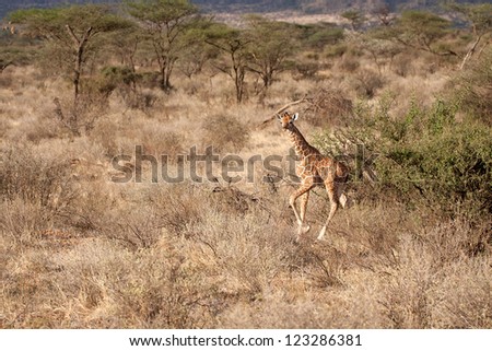 Baby Giraffe running in Kenya