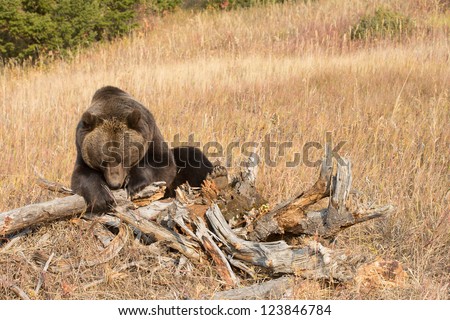 North American Brown bear digging for food